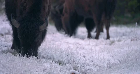 A herd of bison are grazing after a night of snow Stock Footage 336756649