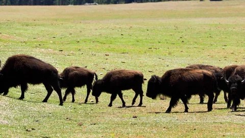 A herd of bison in Arizona Stockbeeldmateriaal 102417370
