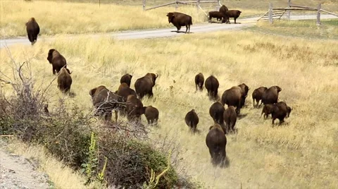 Herd of bison buffalo Stock Footage 1075957