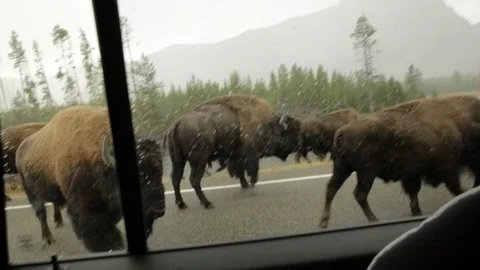 Herd of Bison Buffalo Walking Along Highway Road Stock Footage 86088452