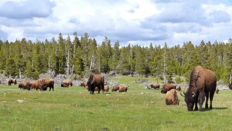Herd of bison buffalos walking and eating on grass field. Stock Footage 96752032