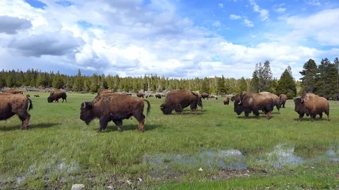 Herd of bison buffalos walking and eating on grass field. Stock Footage 96752080