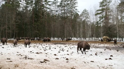 Herd of bison with calves walk through the winter forest. Stock Footage 170762401