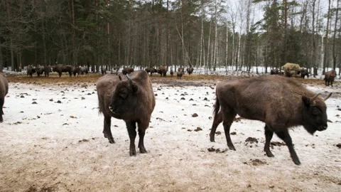 Herd of bison with calves walk through the winter forest. Stock Footage 170763825