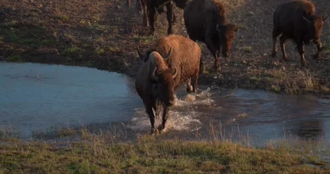 Herd of bison crossing shallow river in Yellowstone wilderness Stock Footage 339094151