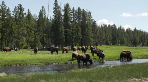 Herd of bison drinking from brook Stock Footage 67277843