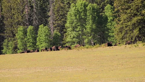 Herd of Bison on Edge of Forest in Grand Canyon Stock Footage 335646161