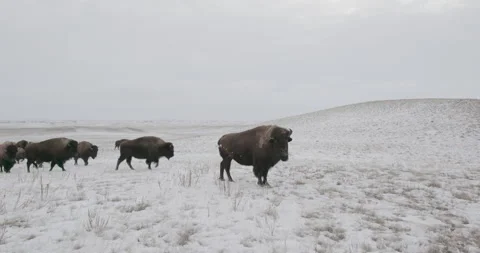 Herd of bison enters frame in desolate winter grassland Video stock 332442256