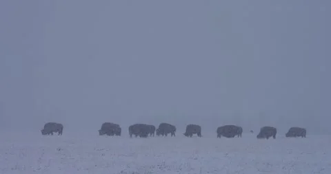 Herd of bison in extreme snowfall Stock Footage 337209983