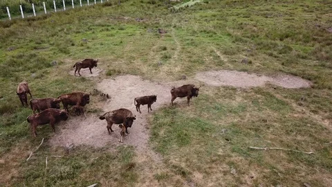 Herd of bison Stock Footage 91403202