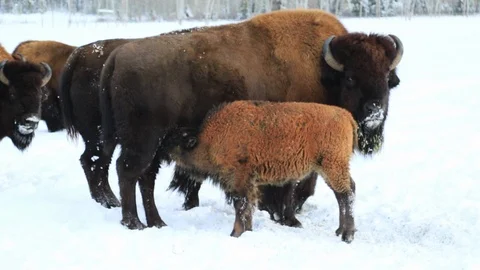 Herd of bison Stock Footage 127064737