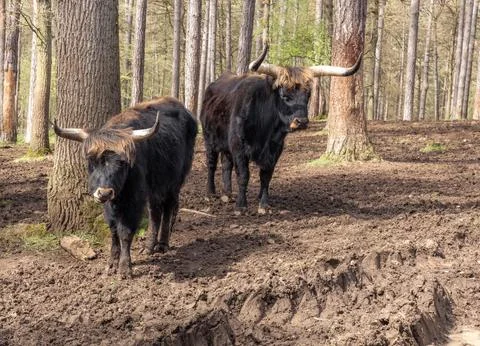 A herd of bison in the forest on a spring day. Stockfoto's