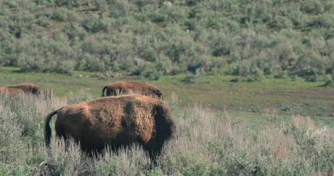 Herd of bison grazing among shrubbery Stock Footage 337870990