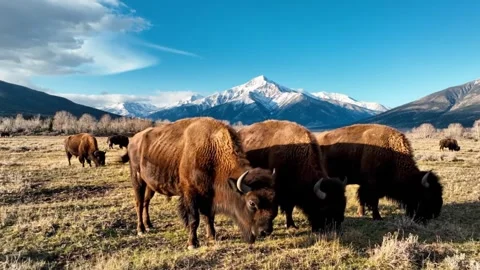 Herd of bison grazing in a grassy field with snowy mountains in the backgroun Video stock 333075794