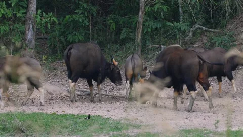 Herd of bison grazing peacefully in wild. Wildlife and nature. Stock Footage 264965133