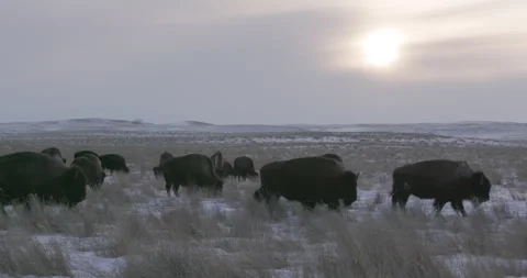 Herd of bison grazing on a winter grassland in Oregon Vídeos de archivo 332436332