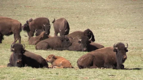 Herd of Bison in Meadow Stock-Footage 63862220