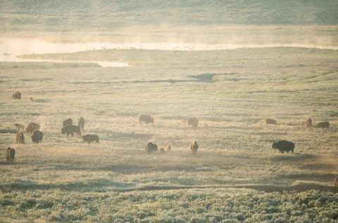 Herd Of Bison On The Move Through The Bottom Lands of The Yellowstone River Photos