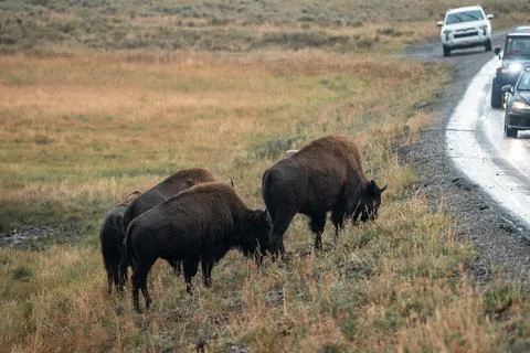 A herd of bison moves quickly along the Firehole River in Yellowstone National Photos