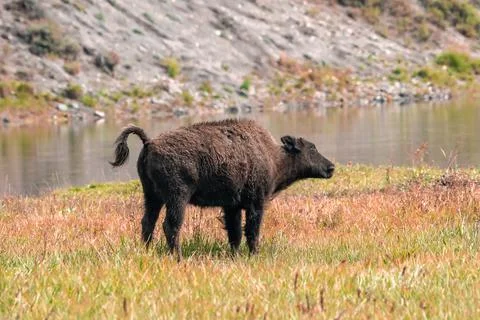 A herd of bison moves quickly along the Firehole River in Yellowstone National Photos