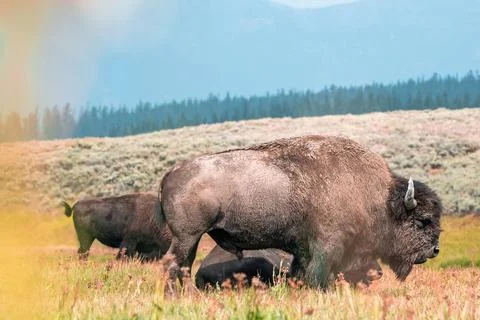 A herd of bison moves quickly along the Firehole River in Yellowstone National Photos