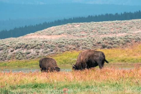 A herd of bison moves quickly along the Firehole River in Yellowstone National Photos