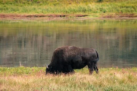 A herd of bison moves quickly along the Firehole River in Yellowstone National Photos