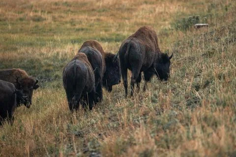 A herd of bison moves quickly along the Firehole River in Yellowstone National Stock Photos