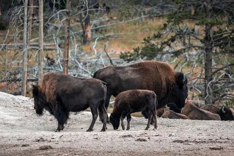 A herd of bison moves quickly along the Firehole River in Yellowstone National Photos