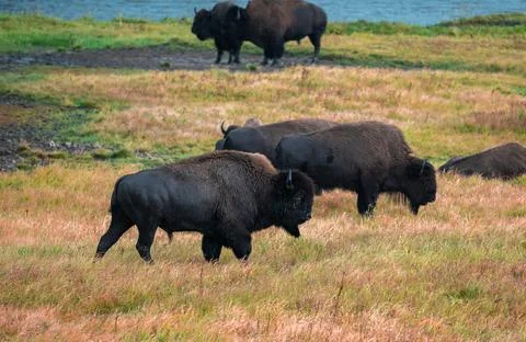 A herd of bison moves quickly along the Firehole River in Yellowstone National Stock Photos
