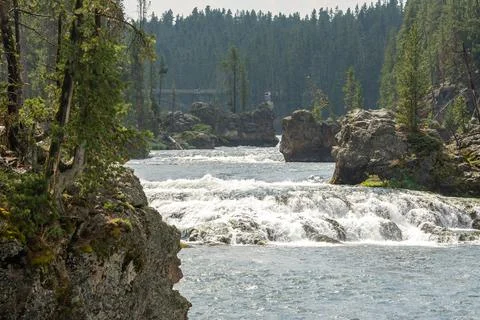 A herd of bison moves quickly along the Firehole River in Yellowstone National Foto stock