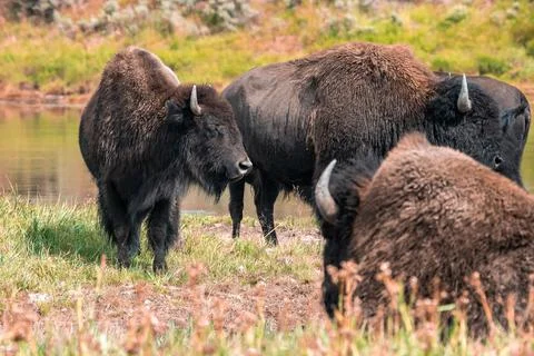 A herd of bison moves quickly along the Firehole River in Yellowstone National Photos