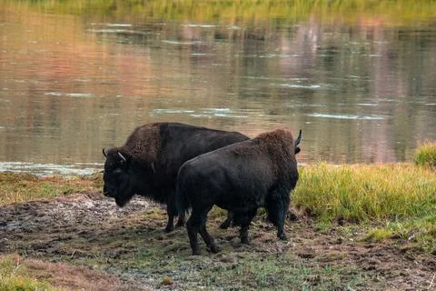 A herd of bison moves quickly along the Firehole River in Yellowstone National Photos