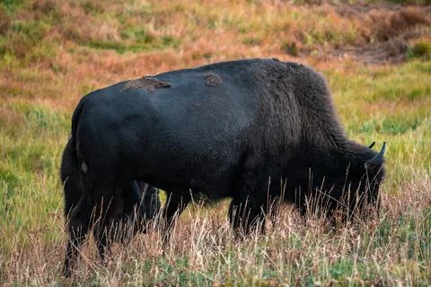 A herd of bison moves quickly along the Firehole River in Yellowstone National Foto stock