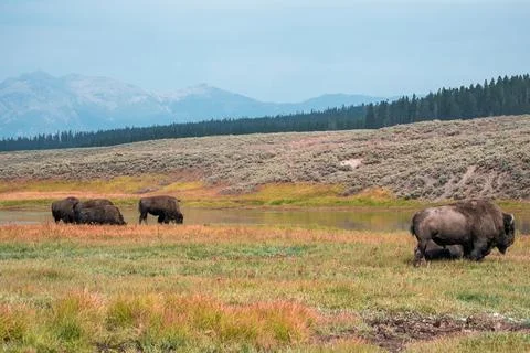 A herd of bison moves quickly along the Firehole River in Yellowstone National Foto stock