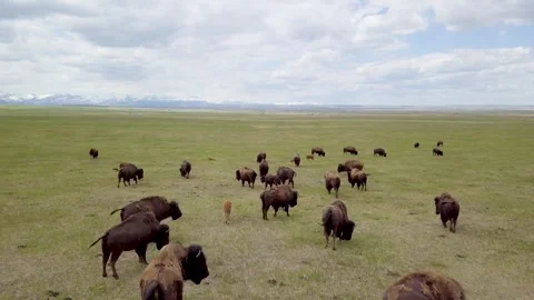 Herd of Bison Moving Across Summer Prairie on the Blackfeet Reservation Stock Footage 314785910