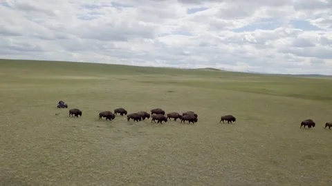 Herd of Bison Moving Across Summer Prairie on the Blackfeet Reservation Stock Footage 314786763
