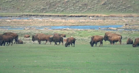 A herd of bison moving and grazing together in spring Stock Footage 337245061
