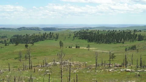 Herd of Bison near Wildlife Loop Road, South Dakota State Park Stock Footage 217771376