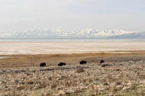 A herd of Bison roaming Antelope Island with a snowy mountain behind. Stock Photos