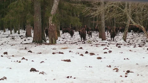 Herd of bison run into the forest. Winter coniferous forest. Stock Footage 170765493