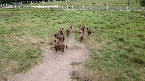 A herd of bison running Stock Footage 91401537