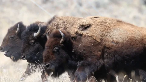 Herd of bison running Stock Footage
