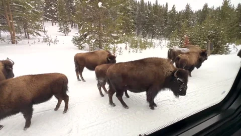 Herd of Bison in Snow Close Through Window of Snow Coach Stock Footage 346682169