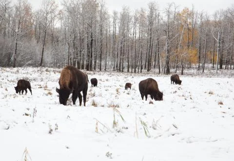 Herd of bison on a snowy plain Stock Photos