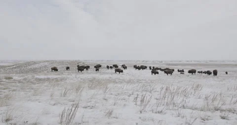 Herd of bison standing in wide snowy field Vídeos de archivo 332441908