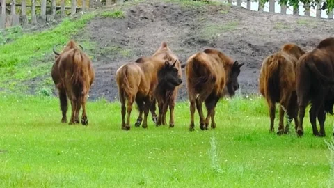 Herd of bison walking across green grass in a field during daytime Stock Footage 337452251