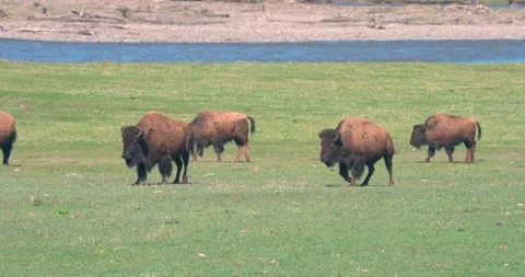 A herd of bison walking across Lamar Valley Stock Footage 337871982