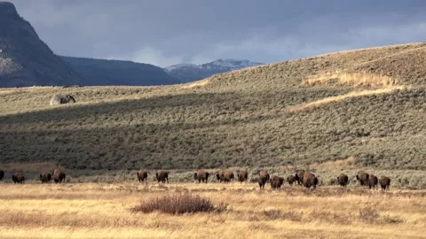 A Herd of Bison Walking Across a Plain Stock-Footage 278052584