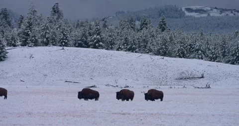 Herd of bison walking across snow landscape Stock Footage 337164926